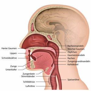 Anatomie vom Mund mit Beschreibung, deutsch